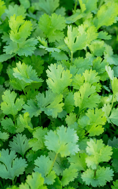 kolendra wysokiej jakości