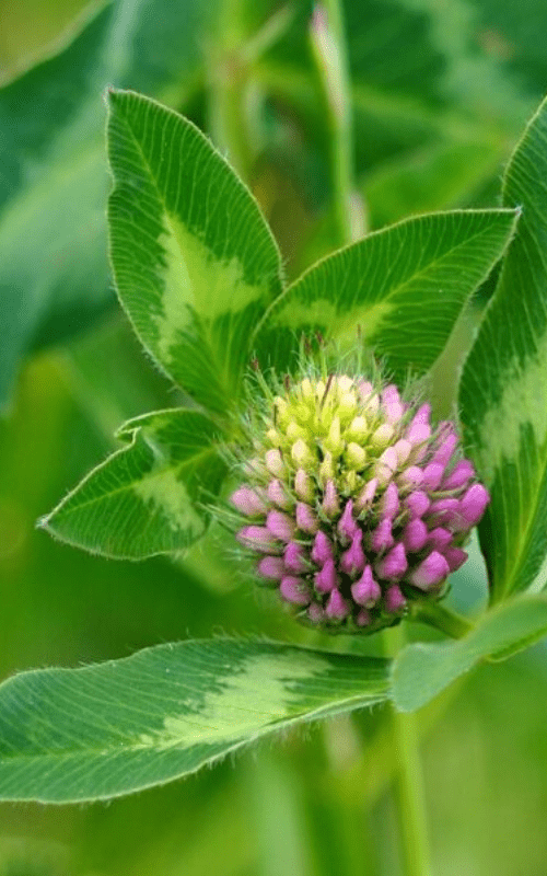 koniczyna wysokiej jakości