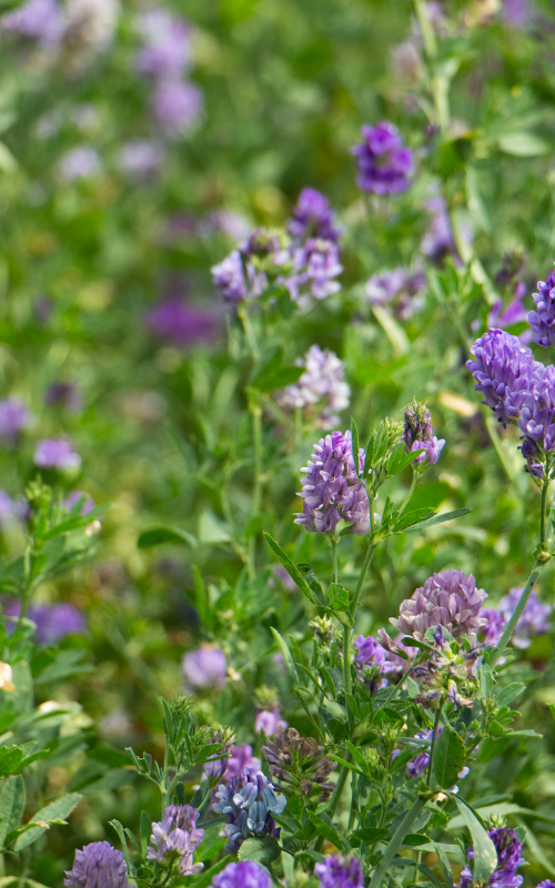 lucerna wysokiej jakości