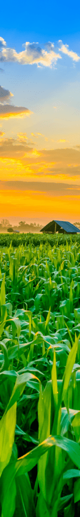 profesjonalny dostawca nasion koniczyny lucerny i kolendry