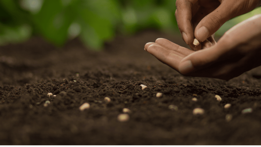 profesjonalny dostawca nasion koniczyny lucerny i kolendry
